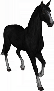 tier_horse02.png